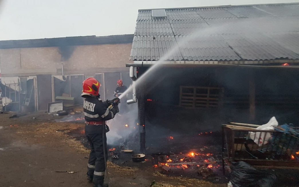 Incendiu la un adăpost de animale din Ocna. Din fericire, niciun animal nu a murit
