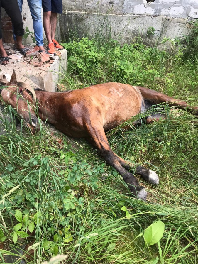 Cal căzut într-o fântână, la Orlat. Pompierii au reușit să-l scoată în viață