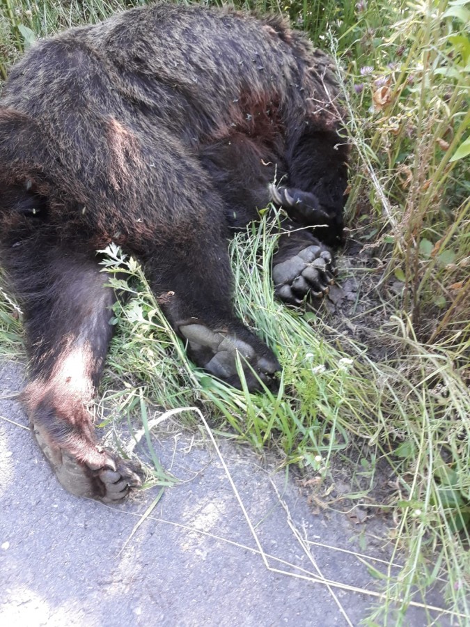 VIDEO-Ursuleț mort lângă Albota după ce s-a chinuit o oră pe marginea drumului