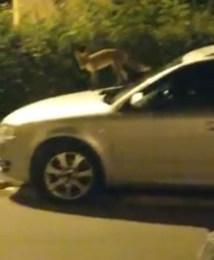 Video | Vulpe „cocoțată” pe capota unei mașini, în Valea Aurie