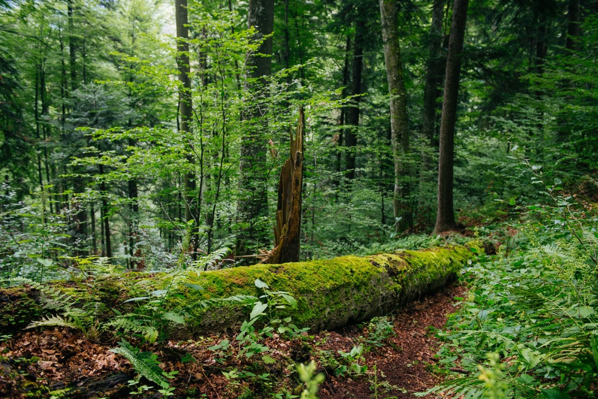 Pădurile virgine din România, candidate UNESCO