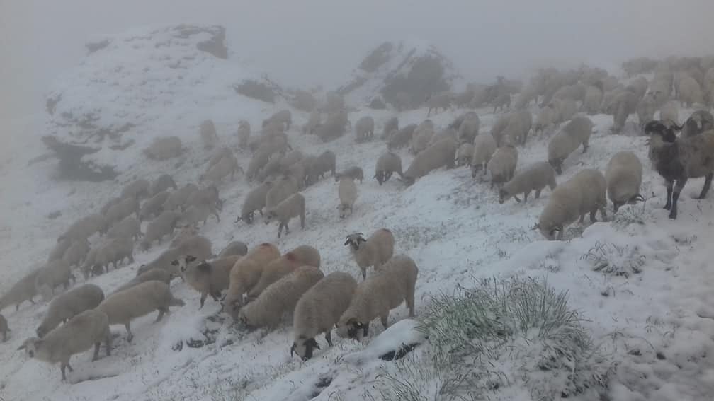 Zăpadă de vară la Bâlea. „Yeti” a ieșit la plimbare | FOTO VIDEO