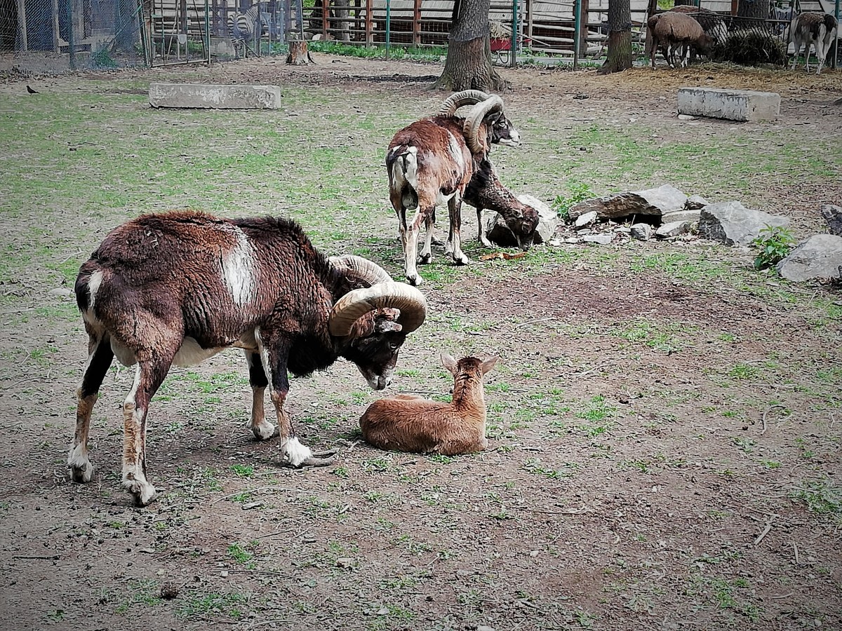 Foto | Sibienii și-au petrecut duminica de Paști la Grădina Zoologică