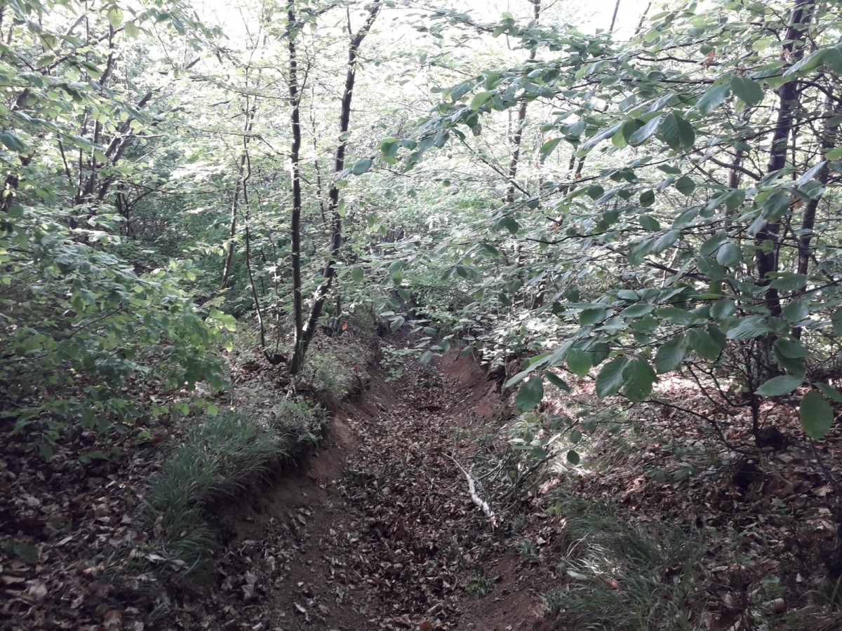 Un hoț de lemne a fost prins la furat, în Gura Râului