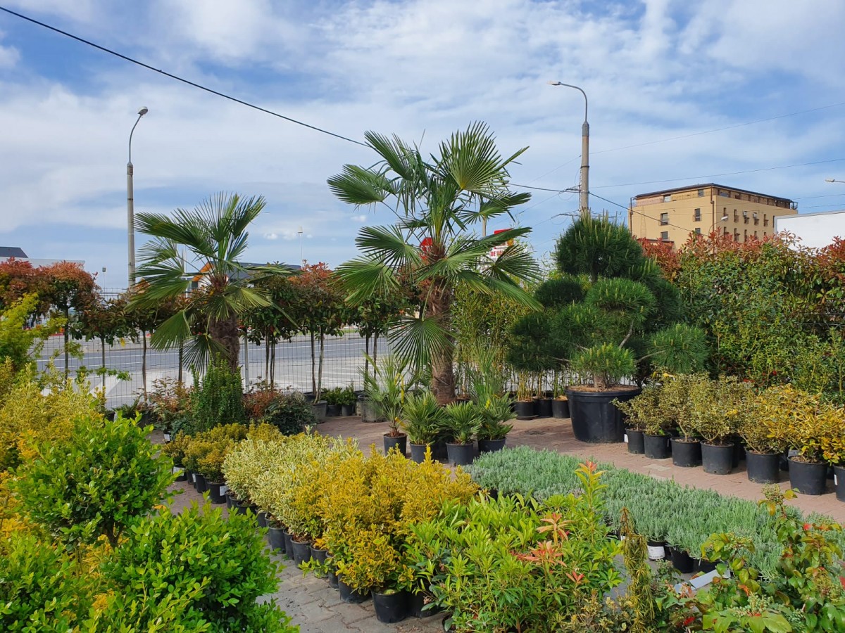 Garden Center Grădina Viselor vă așteaptă la o plimbare prin paradisul plantelor
