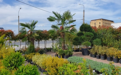 Garden Center Grădina Viselor vă așteaptă la o plimbare prin paradisul plantelor