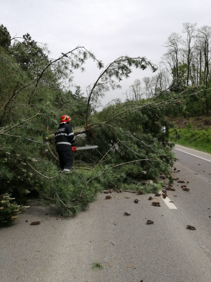 Copac căzut pe carosabil, la ieșire din Mediaș către Dumbrăveni