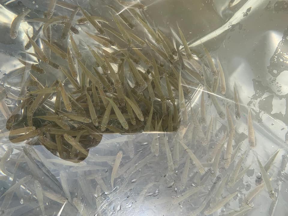 FOTO-VIDEO Oltul populat cu o specie de pește pe cale de dispariție