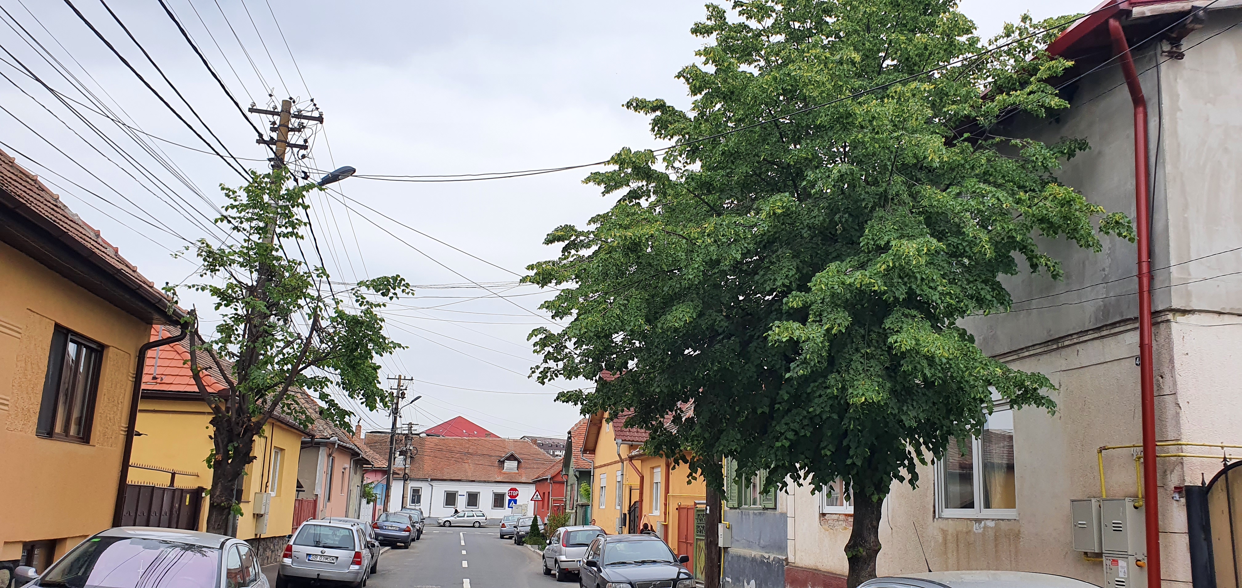 A așteptat doi ani după Primărie să-i fie ”tuns” teiul. ”Și au tăiat crengile greșite”