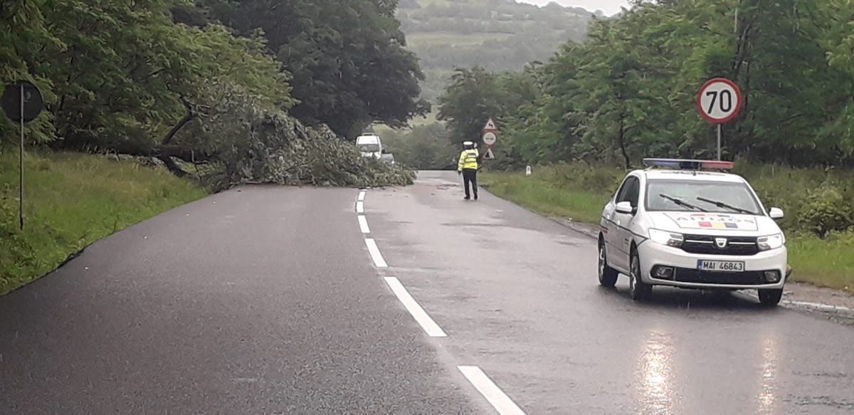 Trafic îngreunat pe DN7, la Câineni, din cauza unui copac căzut pe drum