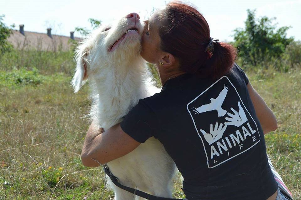 ANIMAL LIFE i-a scris lui Adrian Bibu