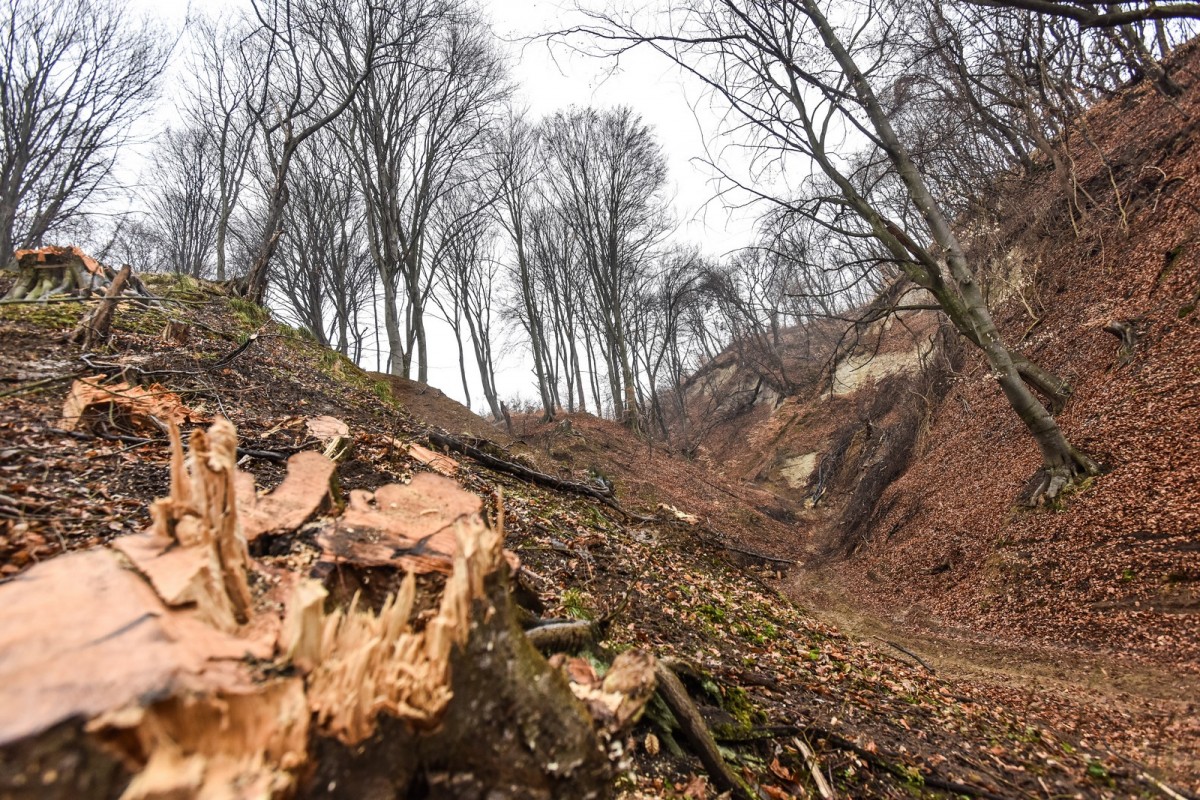 Comisia Europeană cere României să combată defrișările ilegale