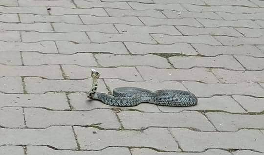 FOTO – Un șarpe fotografiat într-o parcare din Sibiu este viral pe rețelele de socializare