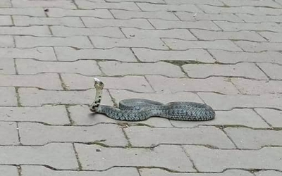FOTO – Un șarpe fotografiat într-o parcare din Sibiu este viral pe rețelele de socializare