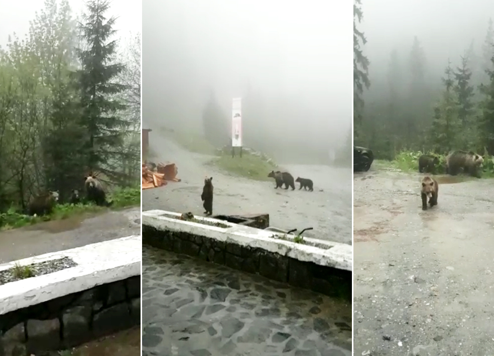 VIDEO – Efect al pandemiei: Urșii nu se mai tem și intră în cabanele și chioșcurile de pe Transfăgărășan