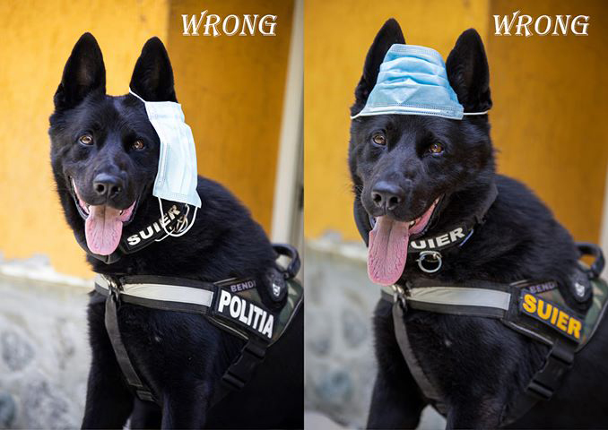 Fotografie virală. Câinele poliţist Şuier arată cum se poartă corect masca de protecţie