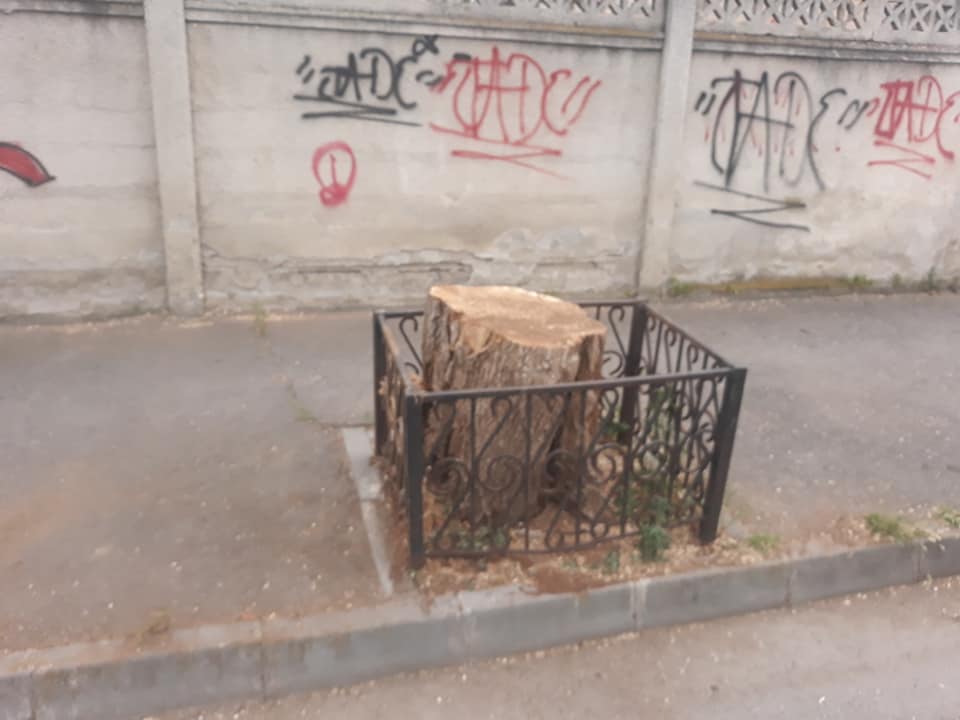 De ce s-au tăiat copacii de pe Progresului? ”Un pericol pentru traficul pietonal și auto”