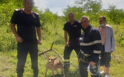 Video/ Câine căzut într-o fântână, salvat de pompierii sibieni