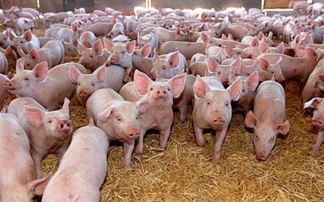 Peste 400 de porci eutanasiați într-o fermă din județul Sibiu