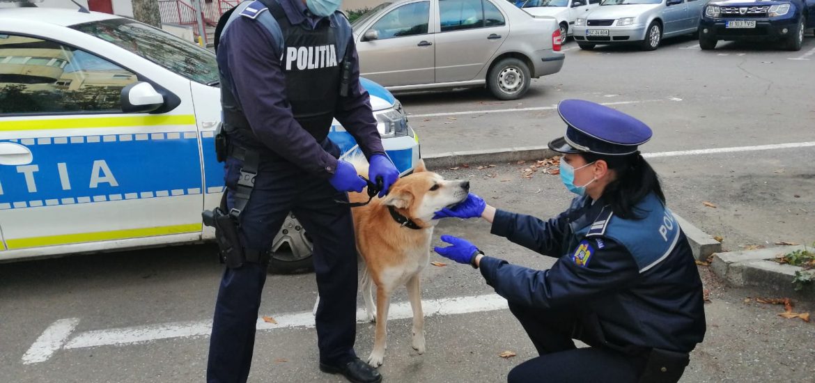 Concurență de 25 de candidați pe un post la Poliția Animalelor, în Sibiu