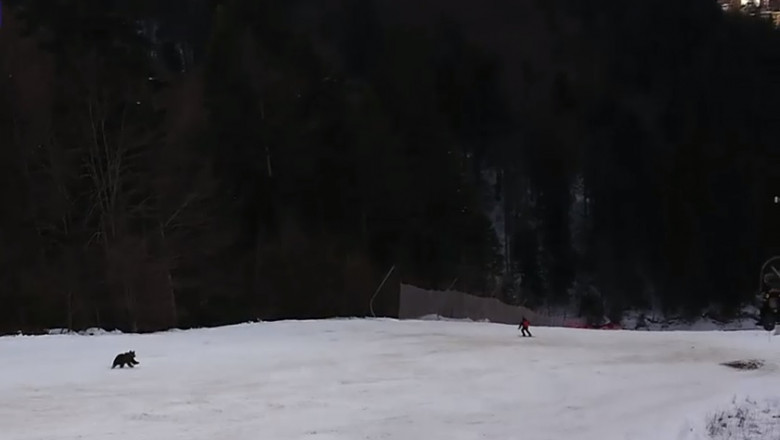VIDEO-Turist alergat de urs pe pârtia Clăbucet