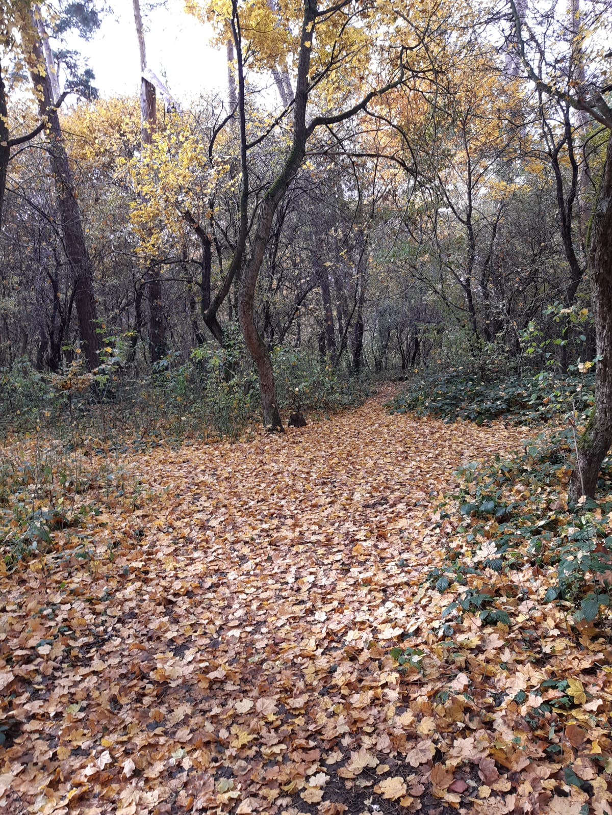 Pledoarie pentru natură