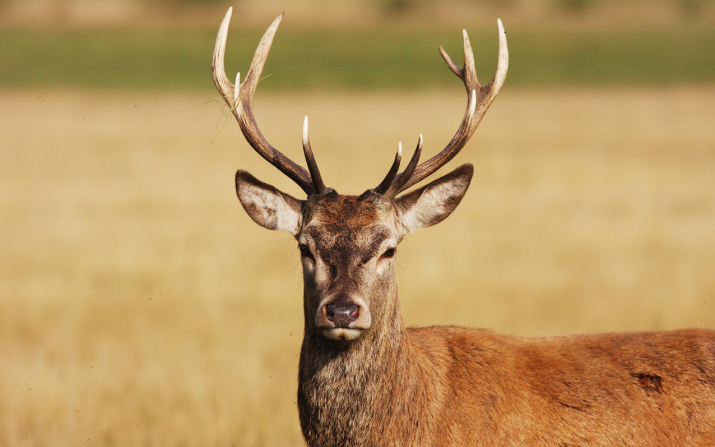 Cerb găsit mort în Săcel. Polițiștii fac cercetări