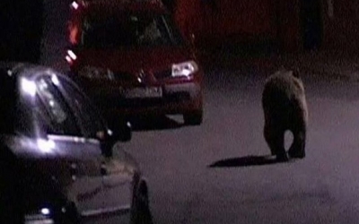 RO-Alert: A fost raportată prezența unui urs în Glâmboaca