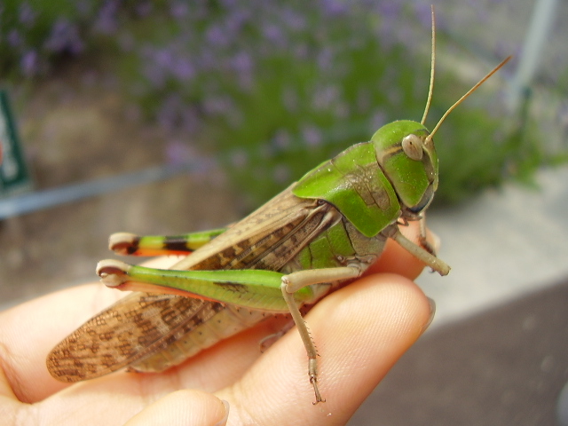 Comisia Europeană a autorizat o a doua insectă ca ingredient alimentar pentru piaţa UE