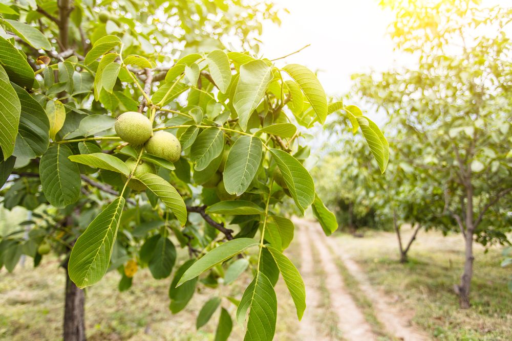 Prima pădure de nuci din România va fi plantată la Copșa Mică. „Din cel mai poluat oraș din Europa va deveni un oraș care va avea cel mai mare aport de oxigen”