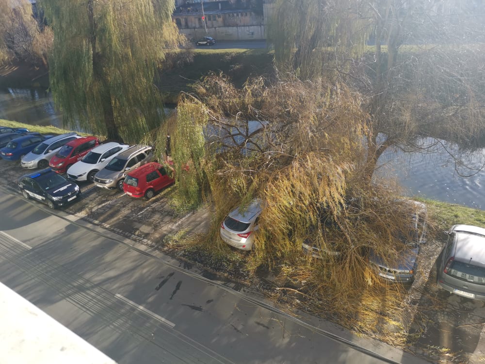 FOTO O salcie roasă de castori a căzut peste patru mașini, pe Râului