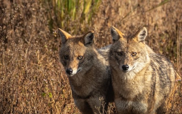 Șacalul, specie invazivă, se înmulțește necontrolat în județul Sibiu. Directorul AJVPS: ”Face ravagii”