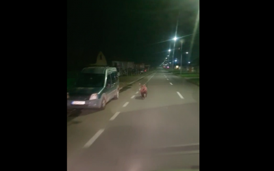 VIDEO-Pui de urs fugărit cu mașina pe străzile din Avrig