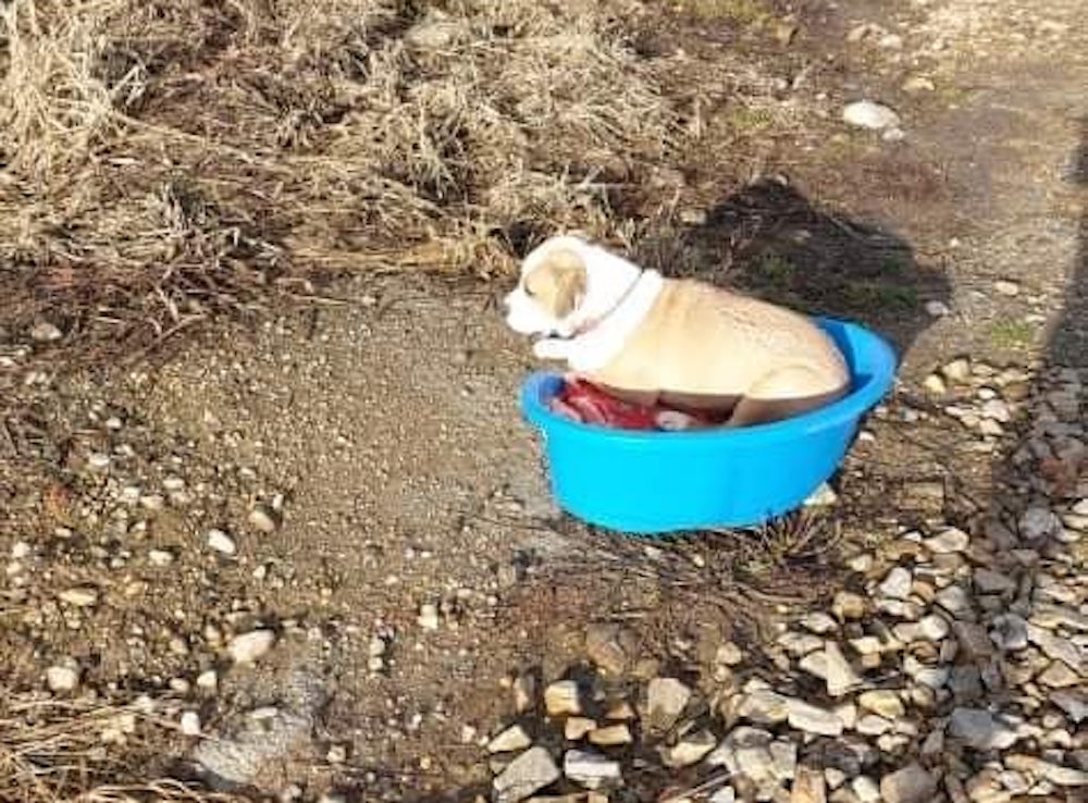 O cățelușă părăsită pe marginea drumului a murit, în ciuda eforturilor salvatorilor ei. Animal Life: „Ea nu și-ar fi abandonat omul bolnav”
