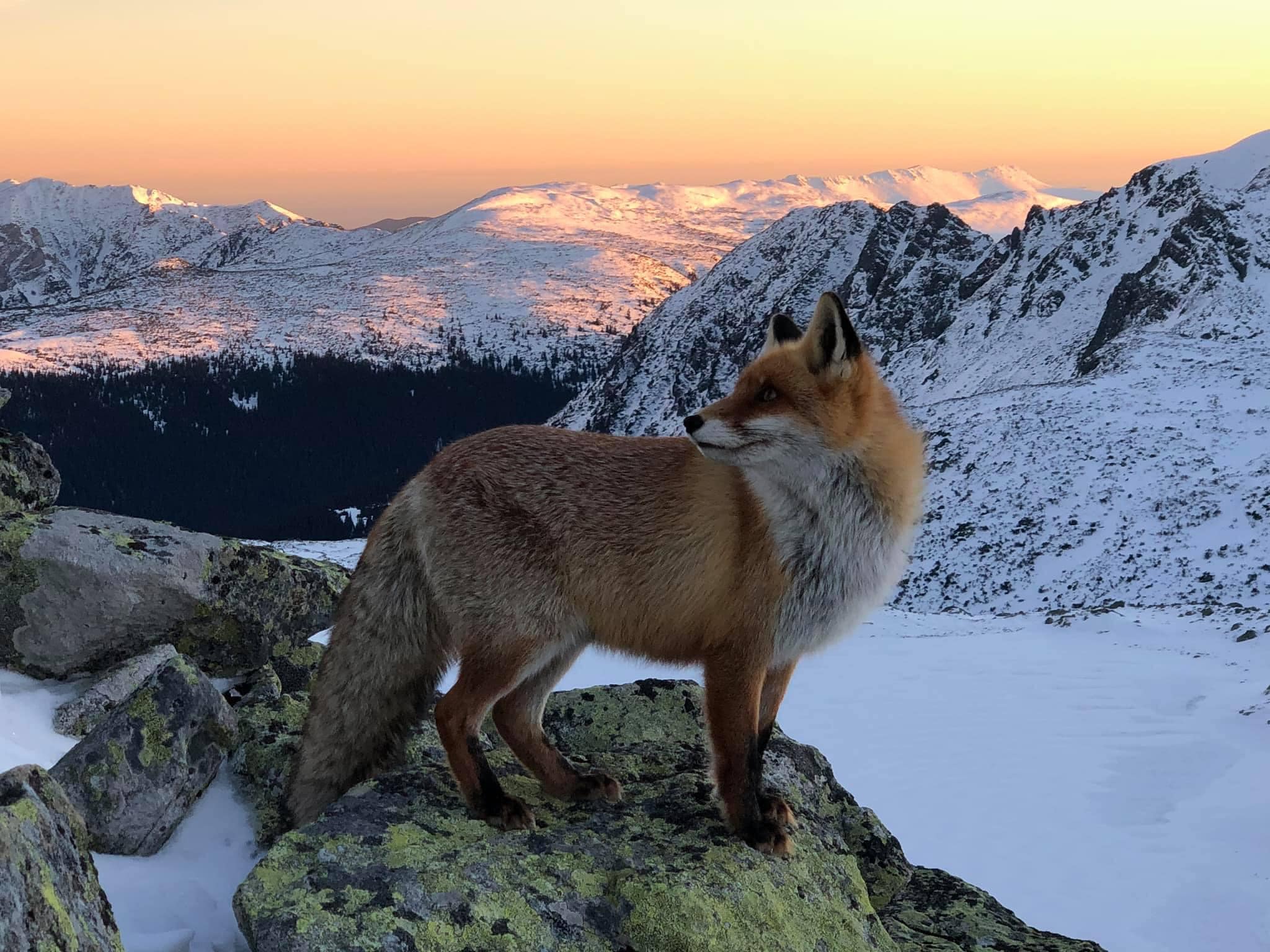 După apariția unei fotografii pe facebook, administraţia Parcului Naţional Retezat cere turiştilor să nu mai hrănească animalele