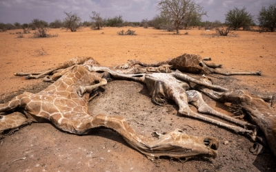 Imagini tulburătoare în Kenya: girafele mor din cauza secetei