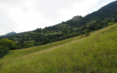Asociaţia Grupul Milvus: Între 2007 şi 2019, au dispărut 46.000 hectare de pajişti din România