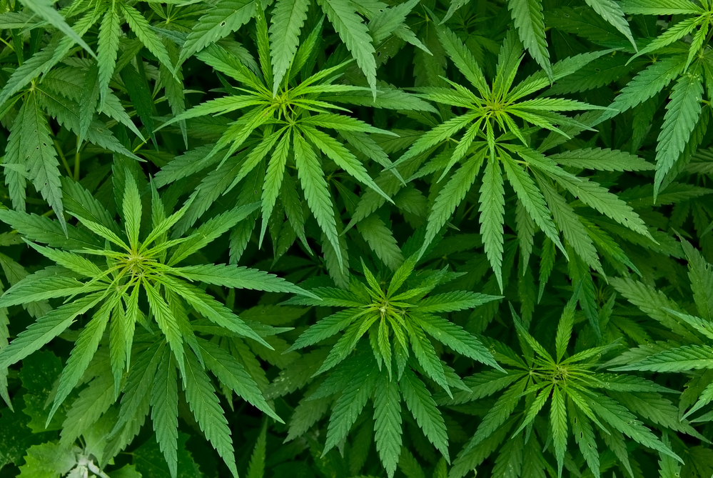Uleiul de canabis medicinal, eficient pentru tratarea autismului în studii efectuate pe animale