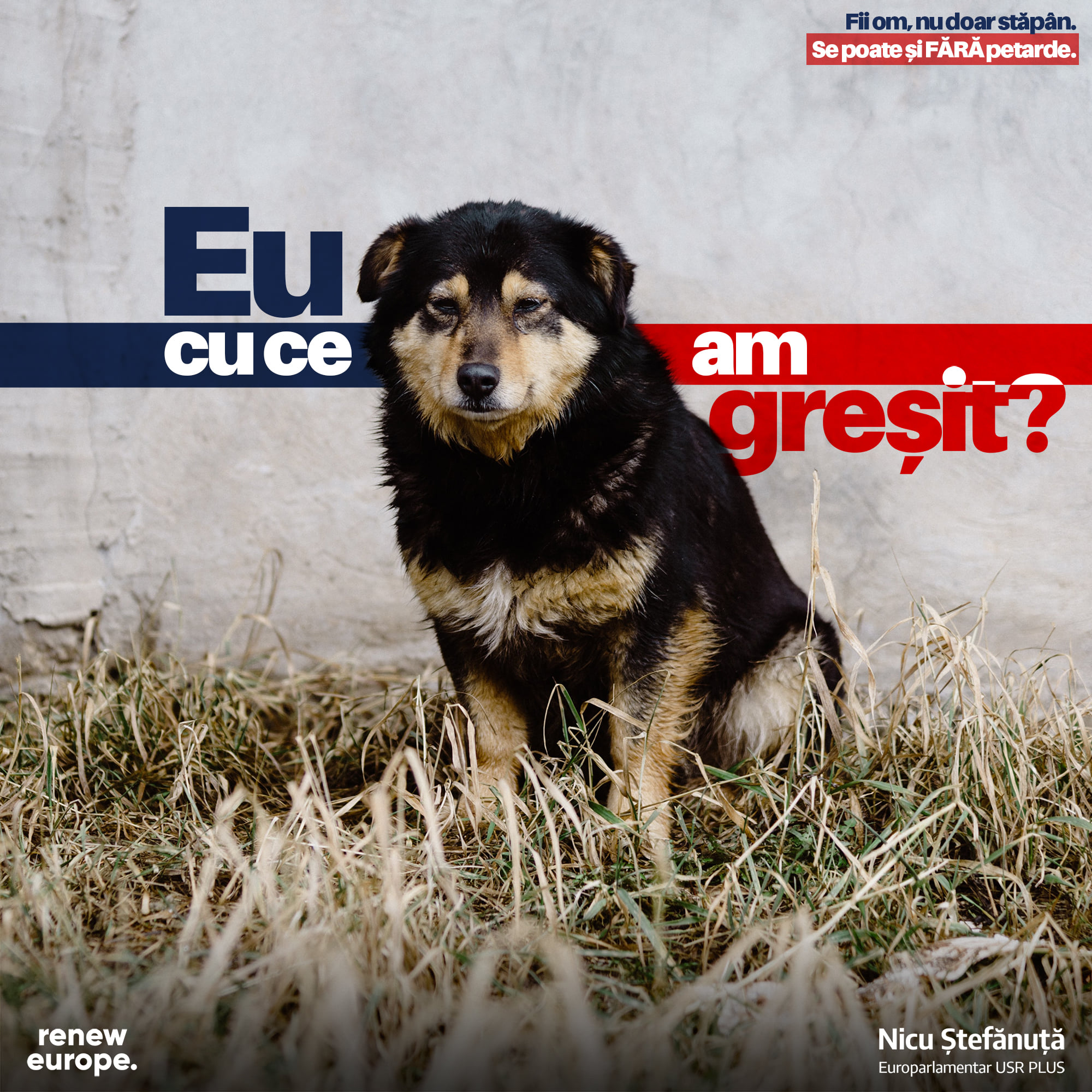 Nicu Ștefănuță face apel pentru protejarea animalelor de zgomot: „ Putem sărbători și fără petarde”
