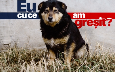 Nicu Ștefănuță face apel pentru protejarea animalelor de zgomot: „ Putem sărbători și fără petarde”