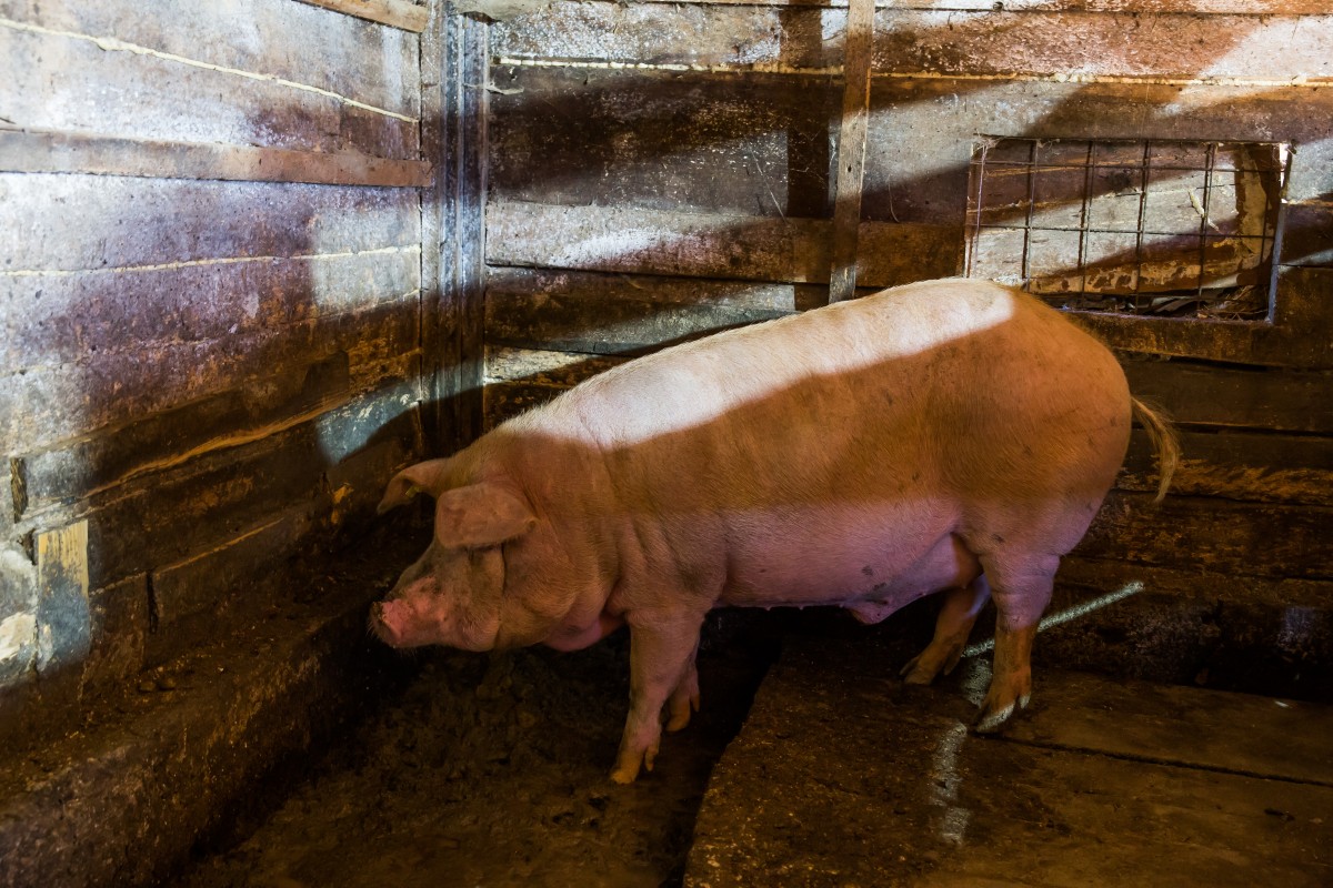 Focar de pestă porcină africană în Mălâncrav. Opt localități din județul Sibiu și două din Mureș sunt sub supraveghere