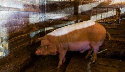 Focar de pestă porcină africană în Mălâncrav. Opt localități din județul Sibiu și două din Mureș sunt sub supraveghere