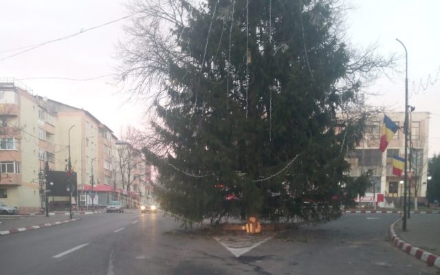 VIDEO Brad imens în mijlocul drumului, în orașul Panciu