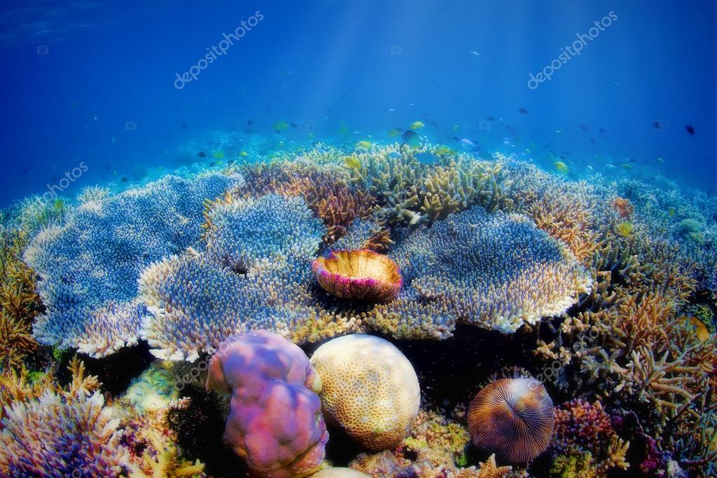 Studiu: Coralii din vestul Oceanului Indian ar putea să dispară