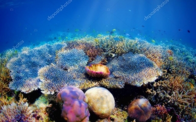 Studiu: Coralii din vestul Oceanului Indian ar putea să dispară
