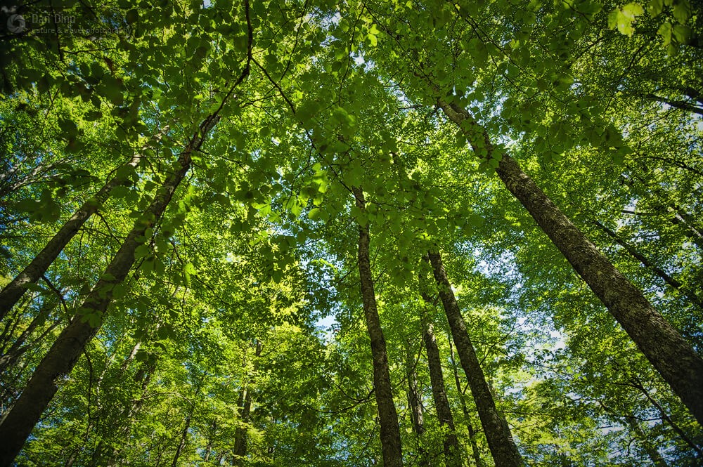 Curtea de Apel București a oprit tăierile de arbori planificate în Ocolul Silvic Avrig. ”Vom mai face doar amenajamente”