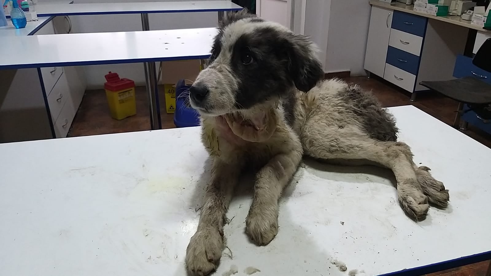 Cățelușă torturată la doar cinci luni, salvată de Animal Life. „Așa arată cruzimea și abandonul în fosta Capitală Culturală Europeană!”