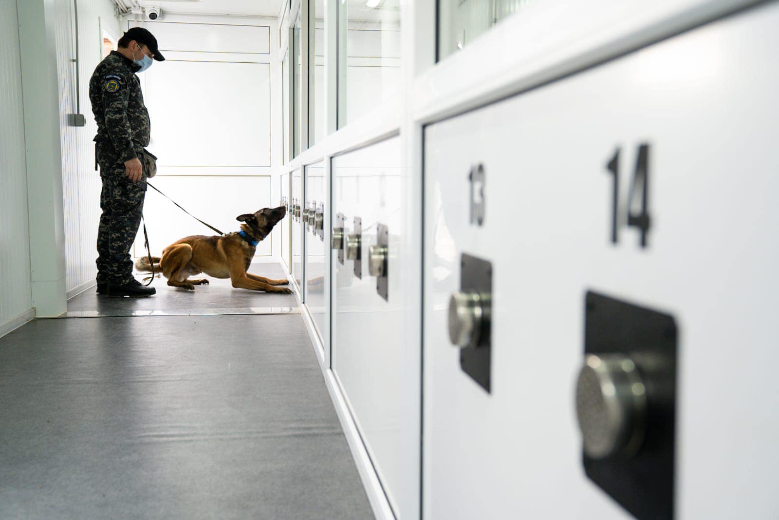 FOTO Câini antrenați la Sibiu pentru detectarea persoanelor infectate cu Covid-19