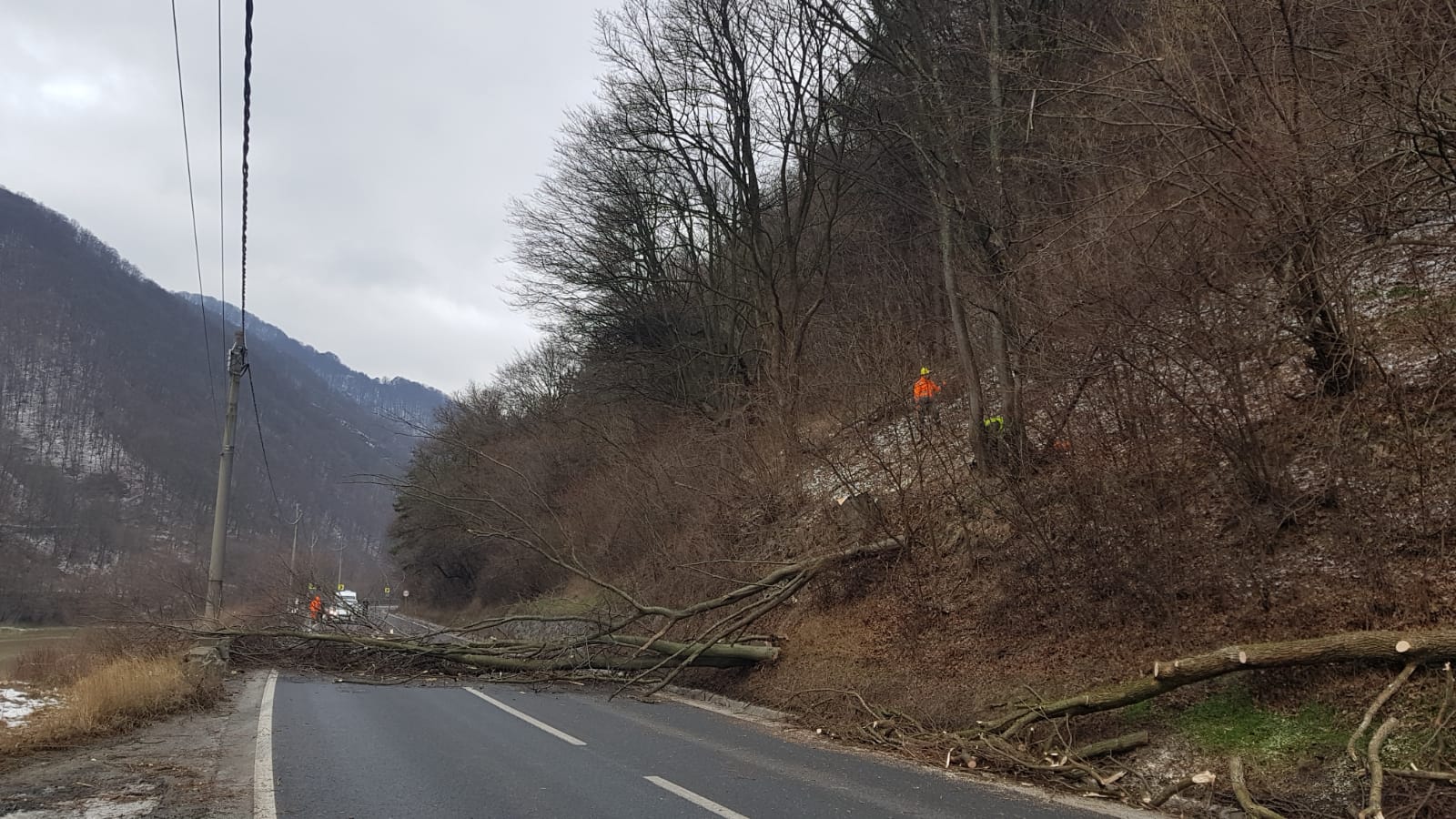 VIDEO-Restricții pe Valea Oltului pentru tăierea copacilor de pe marginea drumului