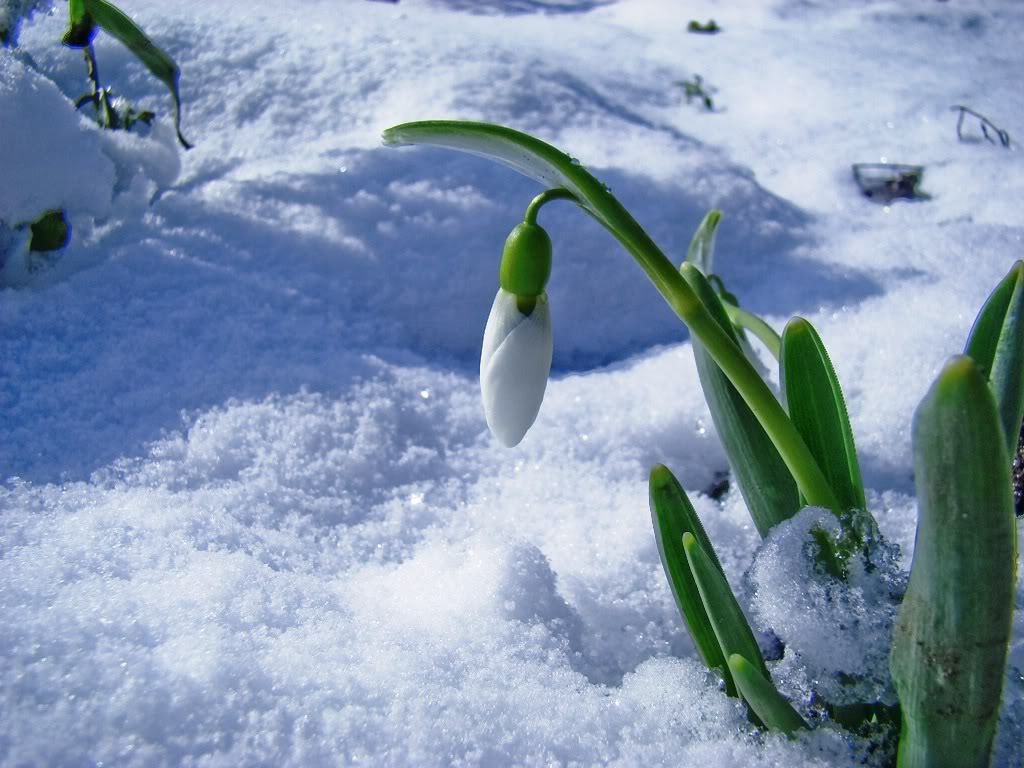 Ultimul hop până la venirea primăverii: Weekend-ul începe cu ninsori și precipitații